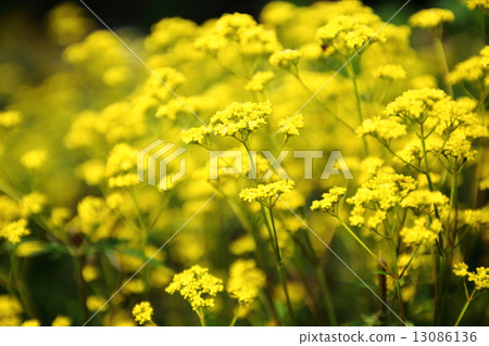 Ominaeshi Ominaeshi 13086136