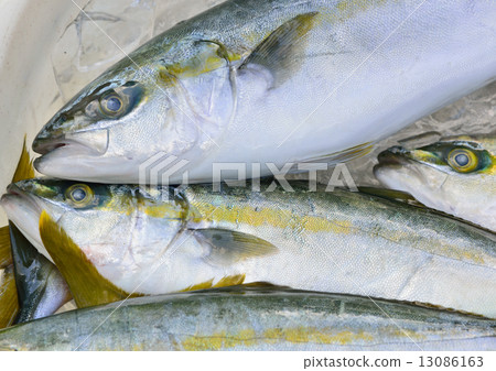 Fresh fish Fresh fish 13086163