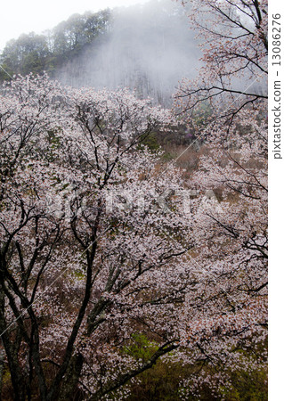Wild mountain cherry in fog 13086276