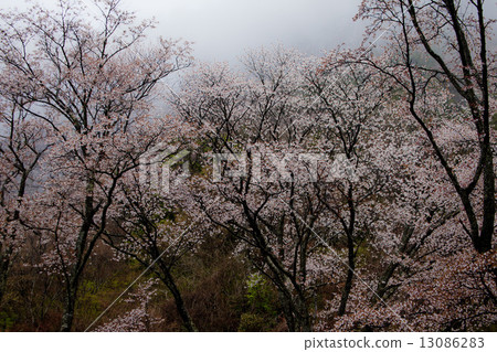 Wild mountain cherry in fog 13086283