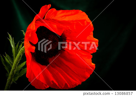 beautiful wild-growing red poppy 13086857
