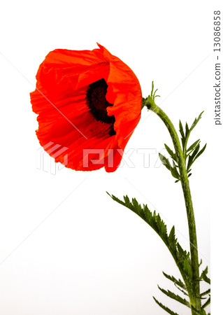 beautiful wild-growing red poppy 13086858