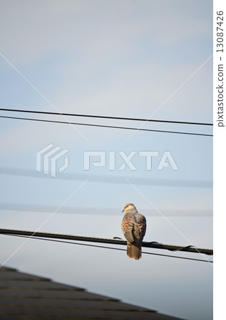 野雞蝴蝶（小雞鴿） 13087426