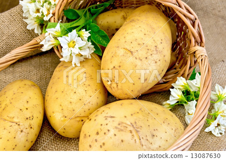 Potato yellow with basket and flower on sacking 13087630