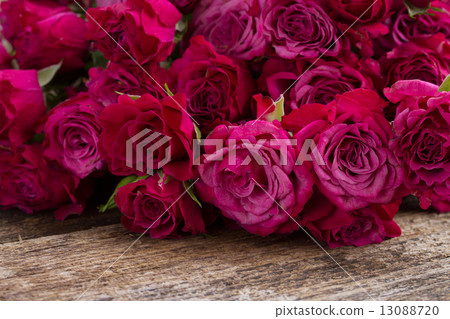 pile of mauve roses pile of mauve roses 13088720