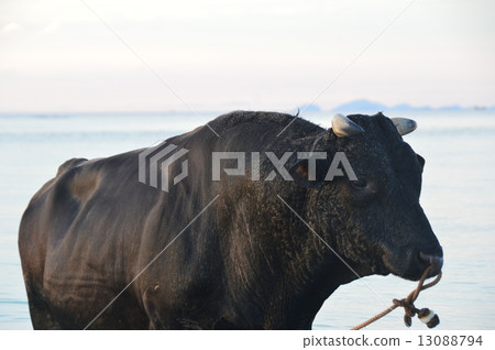 Bullfighting at Soseko Beach (Sesokushima / Okinawa Prefecture Konohira-gun Headquarters Town) 13088794