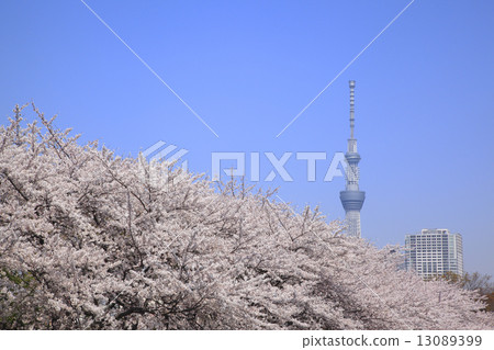 東京天空樹和櫻花 13089399