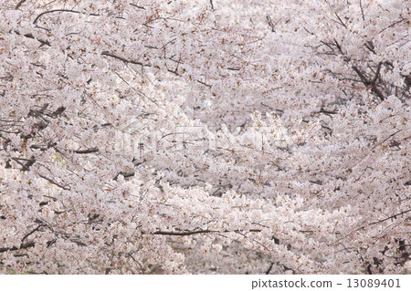 櫻花盛開 櫻花盛開 13089401