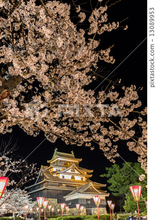 Cherry blossoms of Matsue Castle at night 13089953