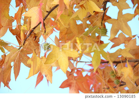 Fruit of Platanus 13090185