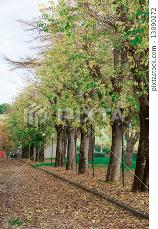 autumn in nature autumn in nature 13090272