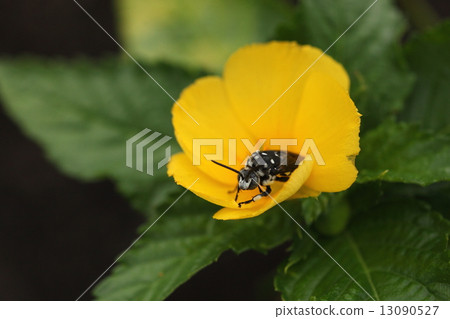 Creatures Insects Takao Ruri Monkey, Ruri monkey bear of the Ryukyu archipelago. Labor parasitic on Aozifut beech ① Creatures Insects Takao Ruri Monkey, Ruri monkey bear of the Ryukyu archipelago. Labor parasitic on Aozifut beech ① 13090527