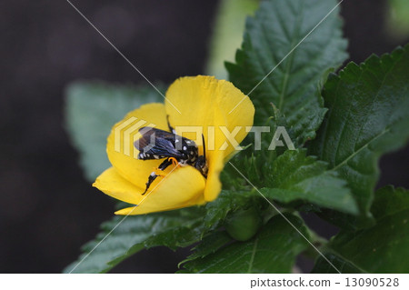 生物昆蟲Takao Ruri猴子，琉球群島的Ruri猴子熊。工作寄生於Aozifut山毛櫸② 13090528