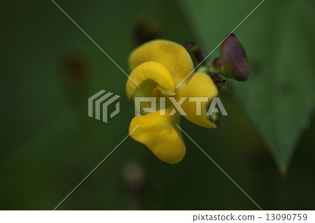 據說天然植物Yabutsu azuki，一種Azuki。即便如此，豆花很難表達 13090759