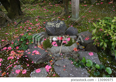 京都Senkyuji的山茶花 13090975