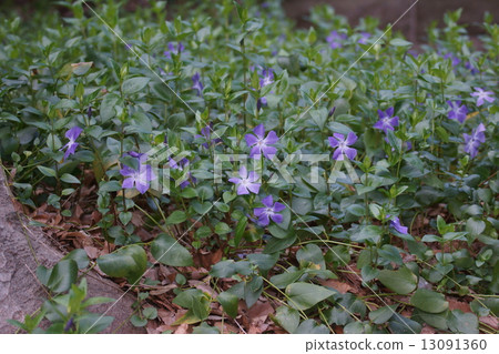 It is called vine day grass Tsurunichinchisa binga. 13091360