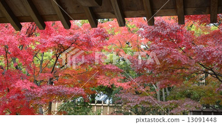 老花園的秋天 13091448