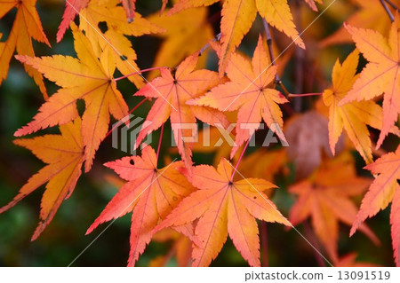 老花園的秋天 13091519