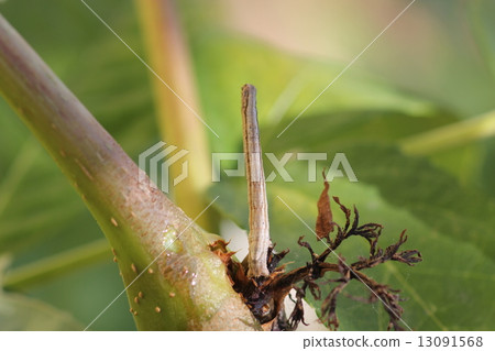 Larva of Edakashu 02 13091568