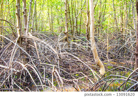roots of the mangrove roots of the mangrove 13091620