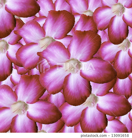 desert rose 13091658