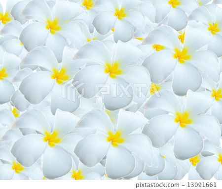 Frangipani flowers Frangipani flowers 13091661