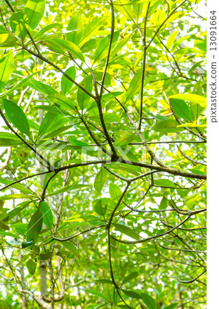 leaf on tree leaf on tree 13091664