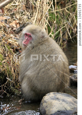 Japanese monkey sitting in a stream 13091735