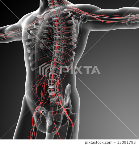 3d rendered illustration of the male nervous system 13091798