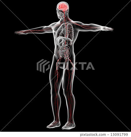 3d rendered illustration of the male nervous system 3d rendered illustration of the male nervous system 13091799