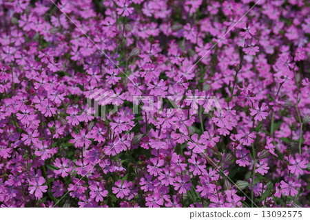 It is called Bagsukubo Fukuro Nadeshiko Sirene. It is called Bagsukubo Fukuro Nadeshiko Sirene. 13092575
