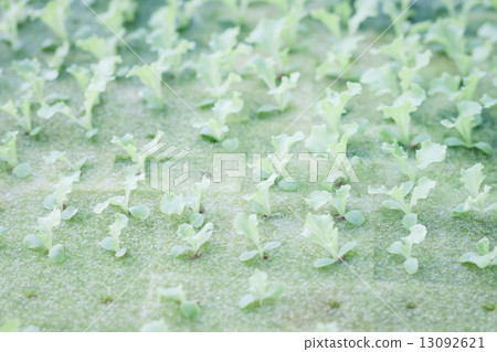 Hydrophonic plantation of vegetable salad 13092621