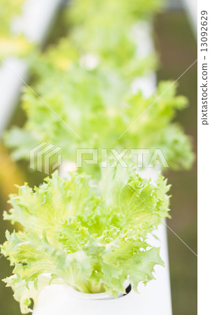 Frillice iceberg plants on hydrophonic farm Frillice iceberg plants on hydrophonic farm 13092629