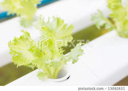 Frillice iceberg plants on hydrophonic farm 13092631