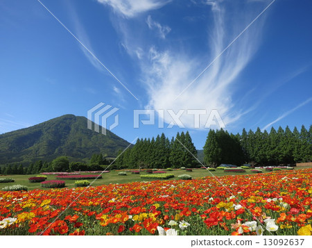 冰島罌粟 13092637