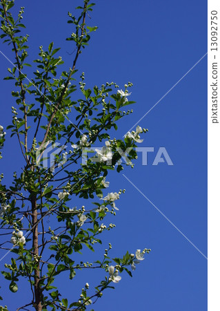 This is Toshiku Ume Rikyu Bai. 13092750