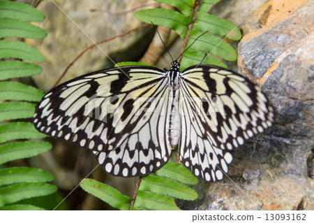 蝴蝶 蝴蝶 13093162