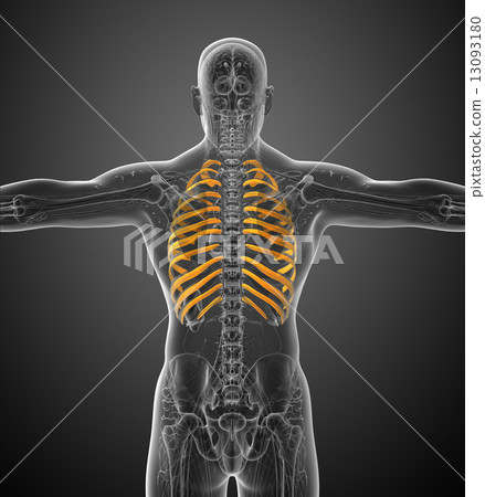 3d render medical illustration of the ribcage - Stock Illustration ...