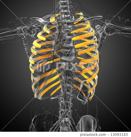 3d render medical illustration of the ribcage 3d render medical illustration of the ribcage 13093183