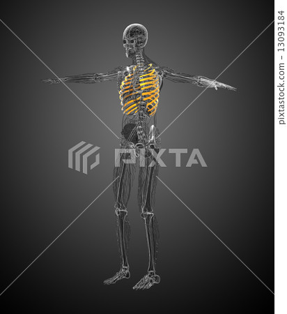 3d render medical illustration of the ribcage 13093184