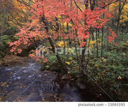 Autumn leaves of Megusurinoki 13093393