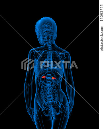 3d render medical illustration of the adrenal 13093725