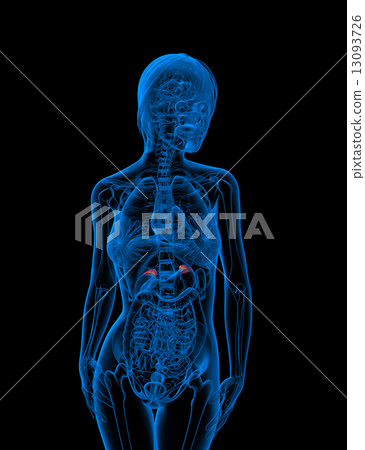 3d render medical illustration of the adrenal 3d render medical illustration of the adrenal 13093726