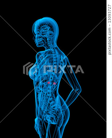 3d render medical illustration of the adrenal 3d render medical illustration of the adrenal 13093727