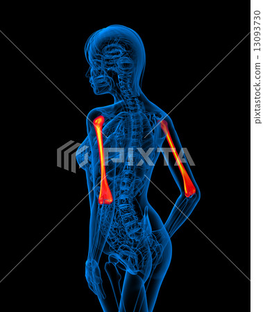 3d render medical illustration of the ulna 13093730