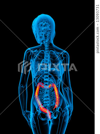 3d render medical illustration of the human larg intestine 13093731