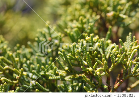 Yubuki的年輕葉子 Yubuki的年輕葉子 13093823