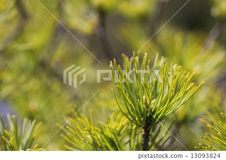 Goyosan杉木年輕葉子 13093824