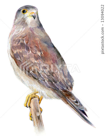 紅隼 紅隼 13094022