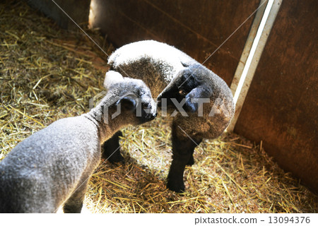 Sheep 13094376
